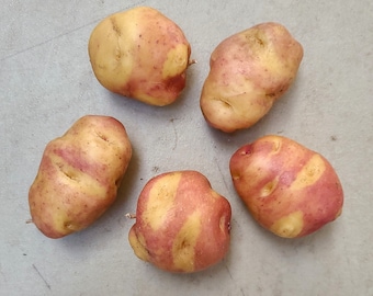 SVG Champion seed potatoes - Organic (Solanum tuberosum) - Restrictions apply