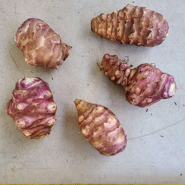 Aurora sunchoke seed tubers for planting - AKA Jerusalem Artichoke, topinambur, sunroot - (Helianthus tuberosus)