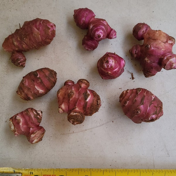 Red Rover sunchoke seed tubers for planting - AKA Jerusalem Artichoke, topinambur, sunroot - (Helianthus tuberosus)