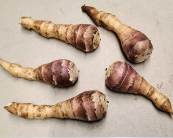 Mulles Rose sunchoke seed tubers for planting - AKA Jerusalem Artichoke, topinambur, sunroot - (Helianthus tuberosus) - Organic