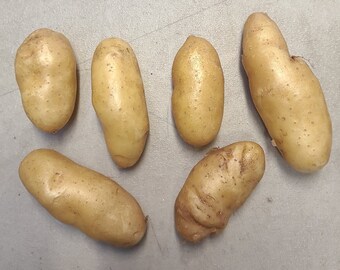 La Ratte seed potatoes - AKA Asparges, Corne de Mouton, Princess - For planting 2026 - Organic (Solanum tuberosum) - Restrictions apply