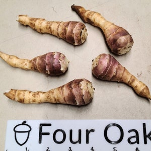 Mulles Rose sunchoke seed tubers for planting - AKA Jerusalem Artichoke, topinambur, sunroot - (Helianthus tuberosus) - Organic