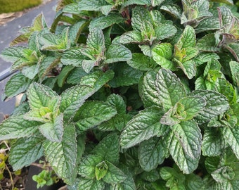 Berries and Cream Mint cuttings - live plant cuttings for rooting - Organic (Mentha x piperita)