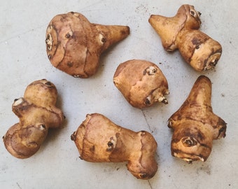 White Fuseau sunchoke seed tubers for planting - AKA Jerusalem Artichoke, topinambur, sunroot - (Helianthus tuberosus)