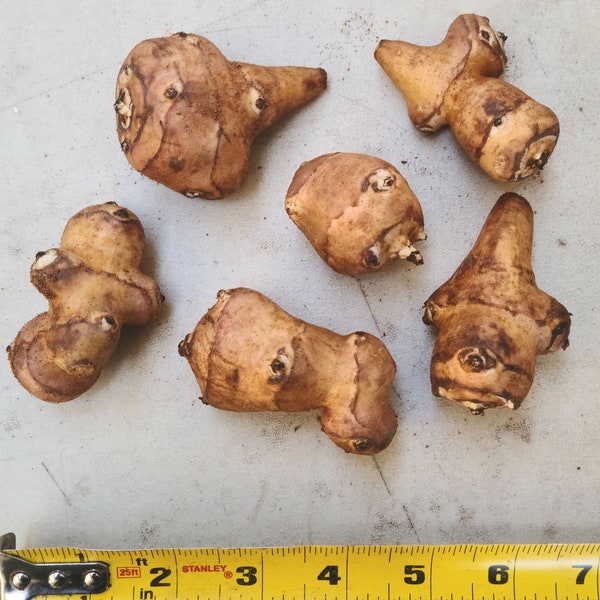 White Fuseau sunchoke seed tubers for planting - AKA Jerusalem Artichoke, topinambur, sunroot - (Helianthus tuberosus)