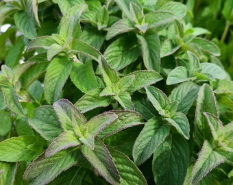 Hillary's Sweet Lemon Mint cuttings - live plant cuttings for rooting - apple lime cross - Organic (Mentha suaveolens x piperita f. citrata)