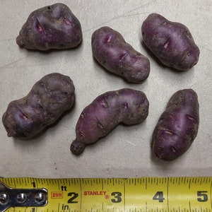 Ayock seed potatoes 2023 crop Organic Solanum tuberosum SEE RESTRICTIONS image 2