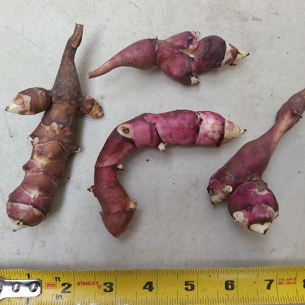 Pink Crispy sunchoke seed tubers for planting - AKA Jerusalem Artichoke, topinambur, sunroot - (Helianthus tuberosus) - Organic