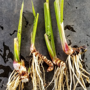 Sweet Flag Plant / Root - Live Bare Root - Organic (Acorus americanus)