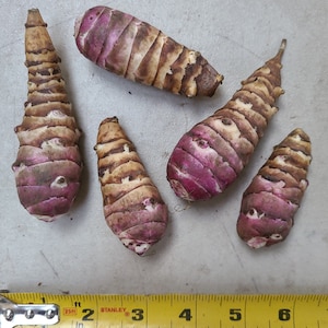 Beaver Valley Purple sunchoke seed tubers for planting - AKA Jerusalem Artichoke, topinambur, sunroot - (Helianthus tuberosus)