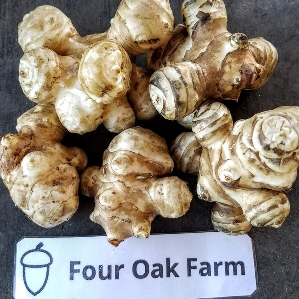 Sunchoke tubers, One pound - for planting - Mammoth, Aurora, Fuseau, Red Rover, Supernova - AKA Jerusalem Artichoke (Helianthus tuberosus)