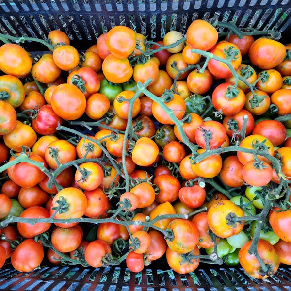 Giallorosso di Crispiano tomato 50 seeds - Rare Italian heirloom keeper tomato AKA Yellow-red, Arancio (Solanum lycospericum)