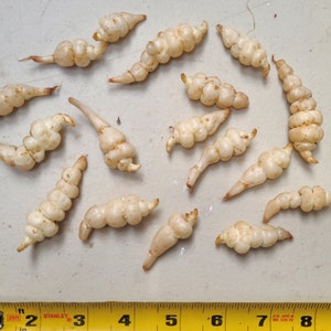 Chinese artichoke live tubers / roots AKA Crosnes, Betony, Gan Lu Zi, 甘露子, knotroot, 초석잠, Cây Sùng Thảo - grow your own! (Stachys affinis)