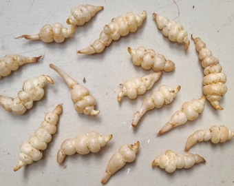 Chinese artichoke live tubers / roots AKA Crosnes, Betony, Gan Lu Zi, 甘露子, knotroot, 초석잠, Cây Sùng Thảo - grow your own! (Stachys affinis)