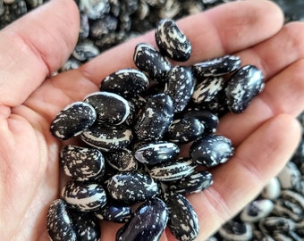 Haudenosaunee Skunk bean - 25 seeds - AKA Iroquois - Heirloom Non-GMO - Organic (Phaseolus vulgaris)