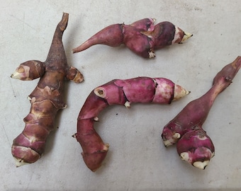 Pink Crispy sunchoke seed tubers for planting - AKA Jerusalem Artichoke, topinambur, sunroot - (Helianthus tuberosus) - Organic