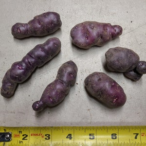 Ayock seed potatoes 2023 crop Organic Solanum tuberosum SEE RESTRICTIONS image 1