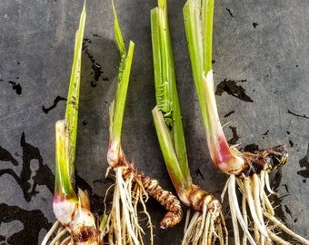 Sweet Flag Plant / Root - Live Bare Root - Organic (Acorus americanus)