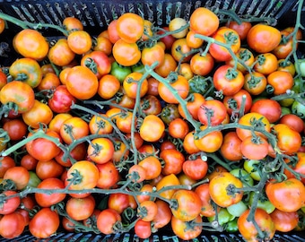 Giallorosso di Crispiano tomato 50 seeds - Rare Italian heirloom keeper tomato AKA Yellow-red, Arancio (Solanum lycospericum)