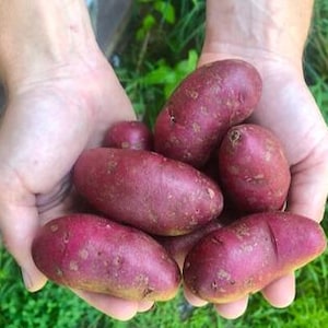 May include: A handful of freshly harvested red potatoes, with a vibrant reddish-purple skin. The potatoes are held in open hands against a backdrop of green foliage, showcasing their natural, earthy appearance.