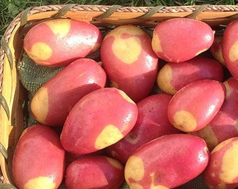 Pinto Gold seed potatoes - For planting 2026 - Organic (Solanum tuberosum) - Restrictions apply