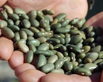 Mbombo heirloom bean 25 seeds - Rare green color, Kenyan - Organic (Phaseolus vulgaris)