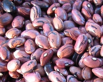 Rio Zape bean - 30 seeds - AKA Hopi String - Heirloom Non-GMO - Organic (Phaseolus vulgaris)
