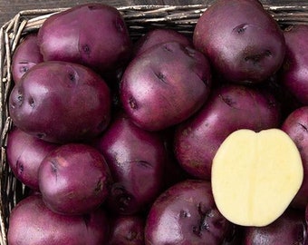 Huckleberry Gold seed potatoes - For planting 2026 - Organic (Solanum tuberosum) - SEE RESTRICTIONS