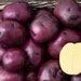 see more listings in the Seed Potatoes section