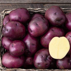 May include: A wicker basket filled with vibrant purple potatoes, one cut in half to reveal its pale yellow interior. The potatoes vary in size and shape, creating a visually appealing arrangement.