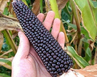 Dakota Black Popcorn 100 seeds - Heirloom, Organic (Zea mays)
