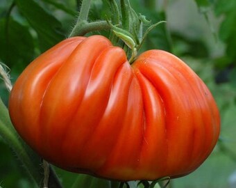 Cuor di Bue di Albenga heirloom tomato 25+ seeds - Organically grown and non-GMO (Solanum lycospericum)