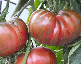 Pink Berkeley Tie-Dye heirloom tomato 50 seeds - Organically grown and non-GMO (Solanum lycospericum)