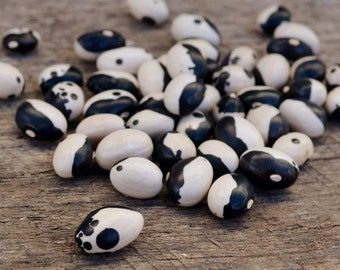 Calypso bean 25 seeds - AKA Orca, Yin-yang, Pickle - Heirloom Non-GMO - Organic (Phaseolus vulgaris)