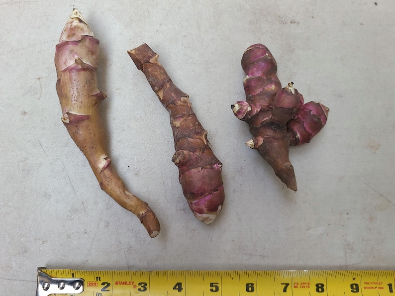 Pink Crispy sunchoke seed tubers for planting AKA Jerusalem Artichoke, topinambur, sunroot Helianthus tuberosus Organic 1 large seed tuber