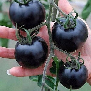 May include: A cluster of dark purple tomatoes on a vine. The tomatoes are round, with green stems and leaves. The tomatoes are held in a hand, showing their size and color.