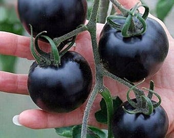 Indigo Rose tomato 50 seeds - Organically grown - Deep purple color rich in anthocyanin (Solanum lycospericum)