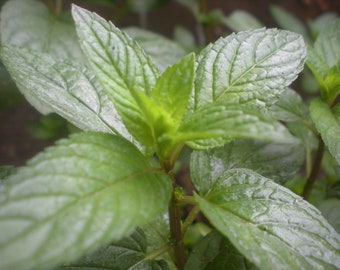 Peppermint Mint cuttings - live plant cuttings for rooting - Organic (Mentha x piperita)