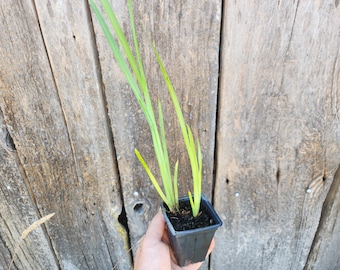 Sweet Flag Live Plant - Organic (Acorus americanus)