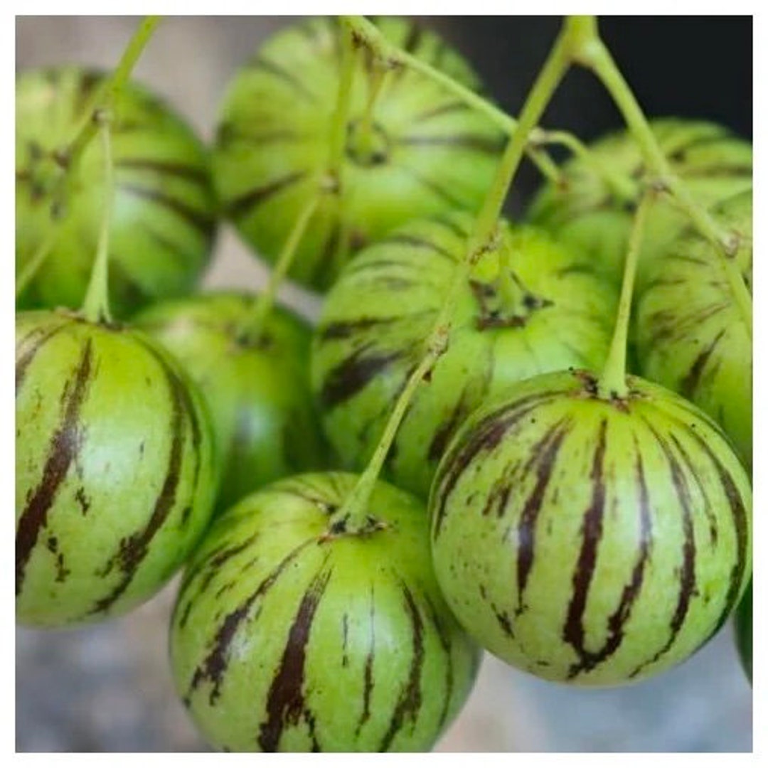15 Tzimbalo-Samen – Solanum Caripense – Wildgurke - Österreich