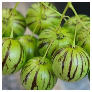 Tzimbalo - 50 seeds - AKA Melon Pear, Wild Pepino Dulce  - Organically grown and non-GMO (Solanum caripense)