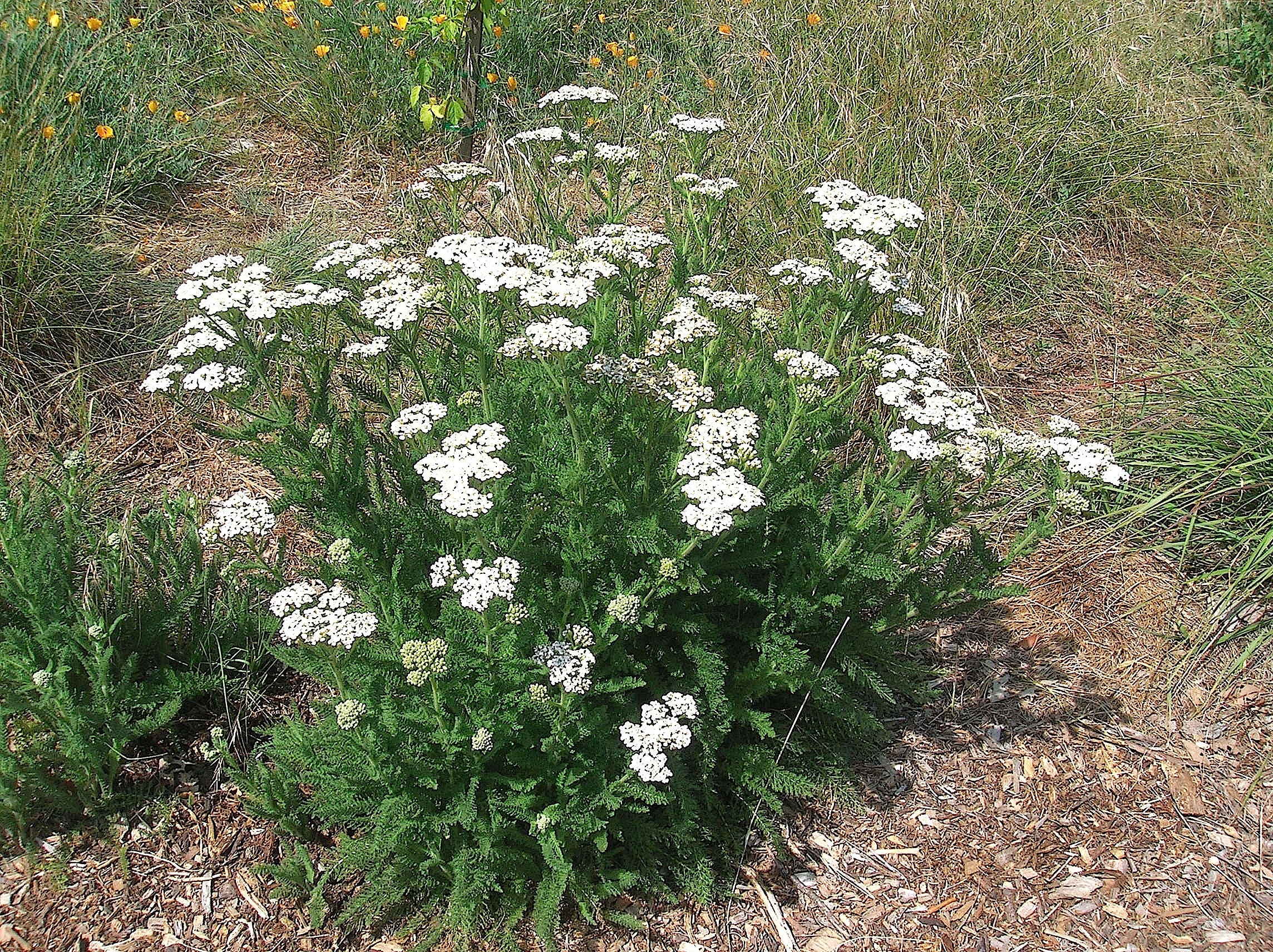 Yarrow Plants white Small Bare Root Organic achillea - Etsy