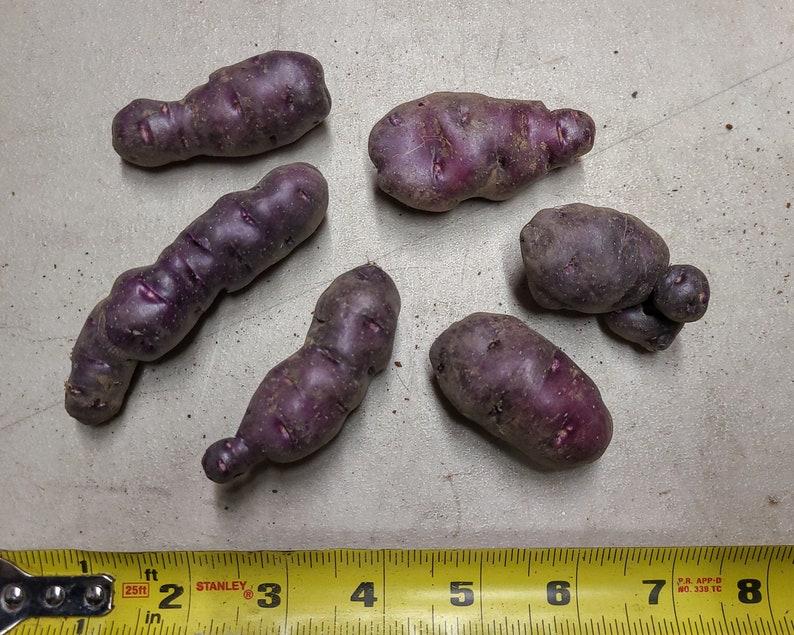 Ayock seed potatoes 2023 crop Organic Solanum tuberosum SEE RESTRICTIONS image 1