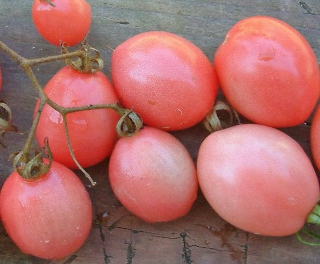 Thai Pink Egg Heirloom Tomato 25 Seeds Organically Grown Etsy