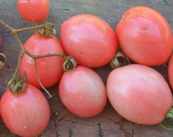 Thai Pink Egg heirloom tomato 50 seeds - Organically grown and non-GMO (Solanum lycospericum)