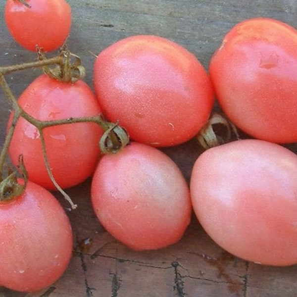 Thai Pink Egg heirloom tomato 50 seeds - Organically grown and non-GMO (Solanum lycospericum)