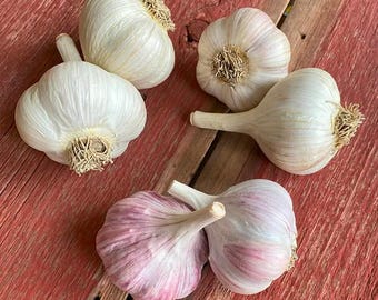 Heirloom Seed Garlic - Basque, Sicilian, Early Portuguese, Red Toch - Organic (Allium sativum)