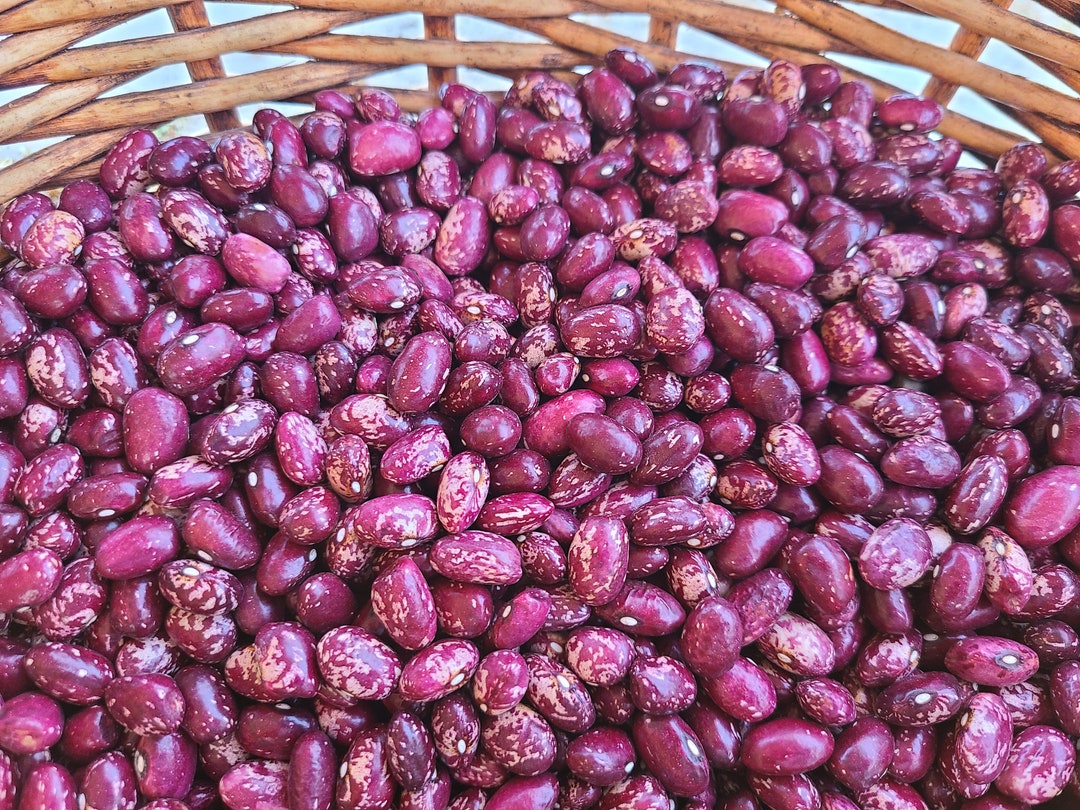 Whipple Bush Bean 15 Seeds Heirloom Nongmo Organic Etsy