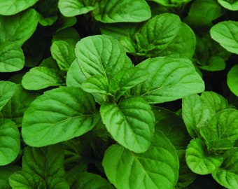 Orange Mint cuttings - live plant cuttings for rooting - AKA Eau de Cologne, Bergamot, - Organic (Mentha aquatica var. citrata)