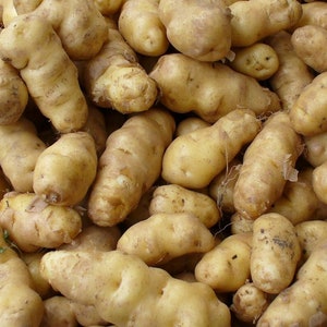 May include: A close-up shot of a pile of fresh, light brown potatoes. The potatoes have an elongated, irregular shape with a slightly rough texture. They are a light tan color, with some darker spots.
